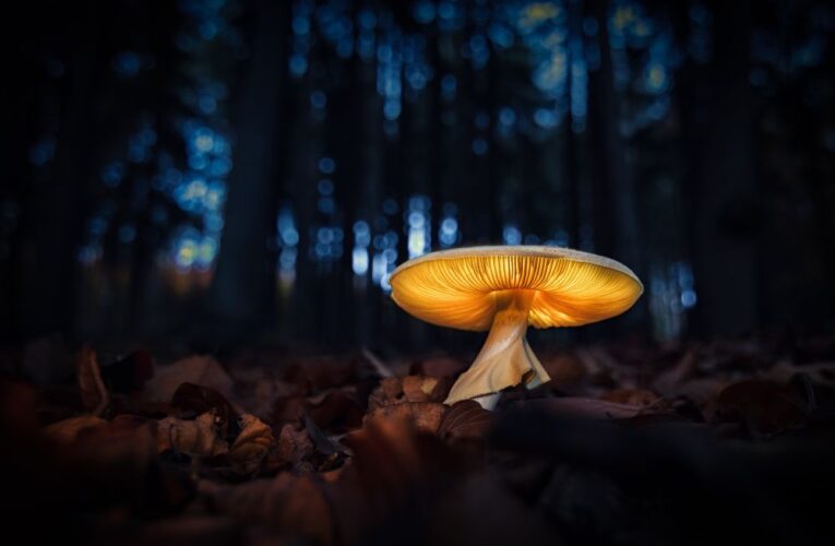 Výstava Czech Nature Photo se otevírá v botanické zahradě v Troji