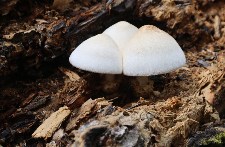 Co Čech, to houbař. Loni jsme trhli rekord