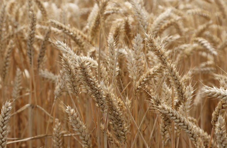 Více než 8 miliard korun získají zemědělci na investice do svých podniků, zpracování produktů nebo na inovace. Začíná 1. kolo příjmu žádostí