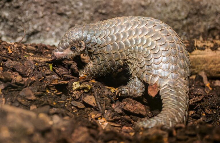 Odchov luskouní samičky se završil!