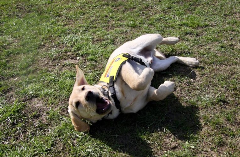 Kampaň  LifeChangers láká nové pomocníky pro výchovu asistenčních psů