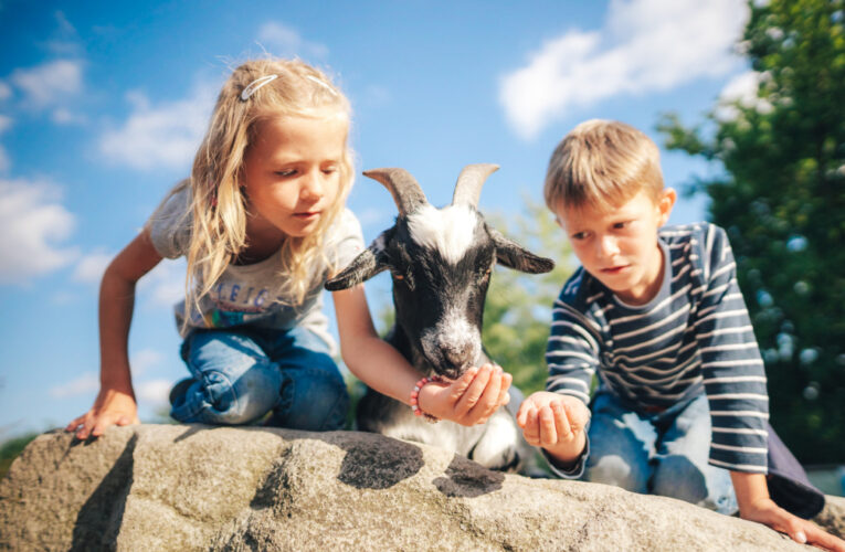 Agroturistika v jižních Čechách přitahuje návštěvníky z celé republiky