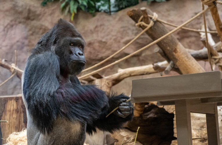 Světový den goril a oslavy 60 let chovu goril v Zoo Praha