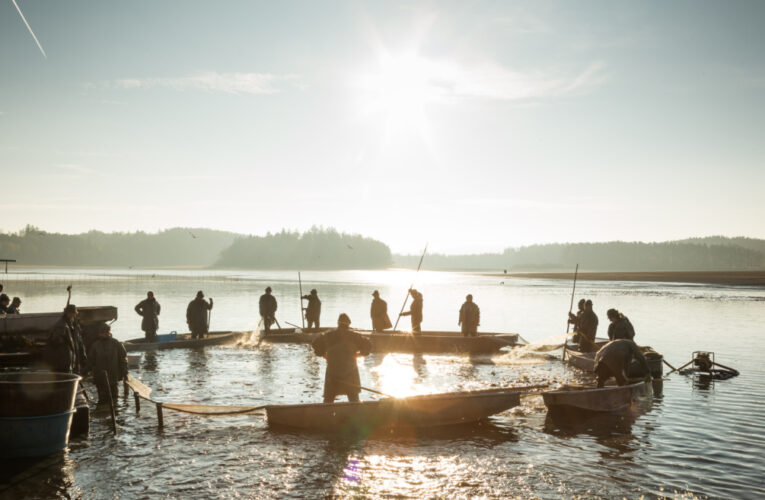 Startují oblíbené výlovy, rybáře čekají dva největší rybníky Rožmberk a Bezdrev