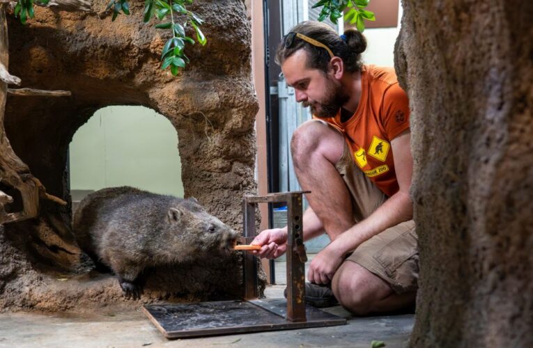 Vombatí samice Winkleigh trénuje na speciální vyšetření