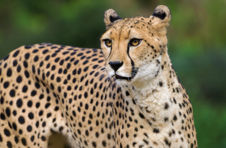 Gepardí samice obydlela výběh