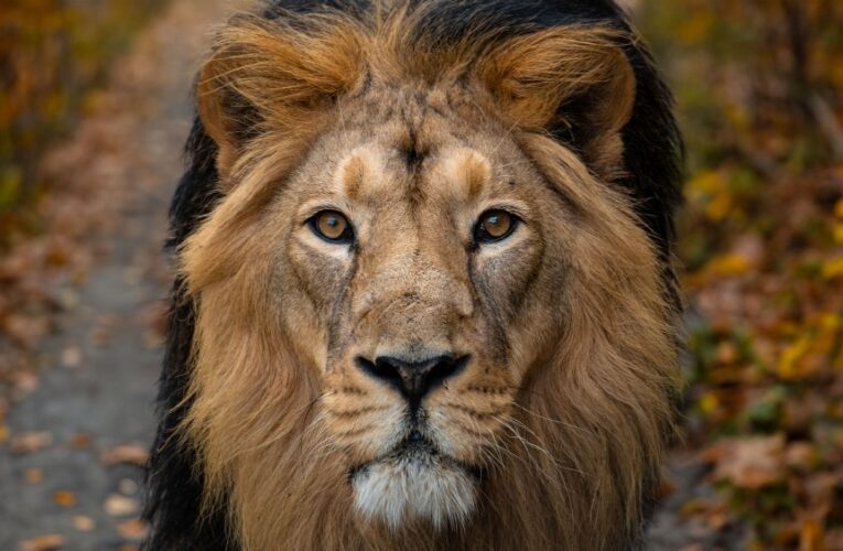 Pestrobarevný podzim v Zoo Praha