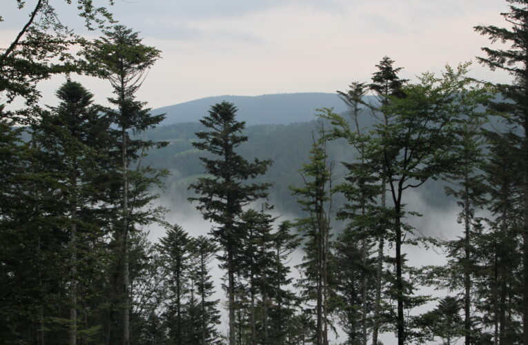 Lesy ČR vyhlásily první ročník studentské soutěže ŘEŠ LES