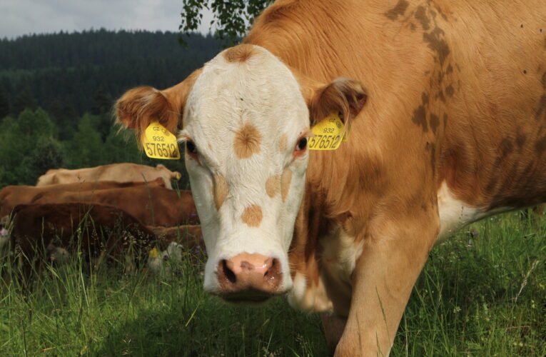 Ministr Výborný: Kazachstán plánuje otevřít 120 mléčných farem. Češi by mohli dodat tisíce dojnic i technologie pro dojení a zpracování mléka