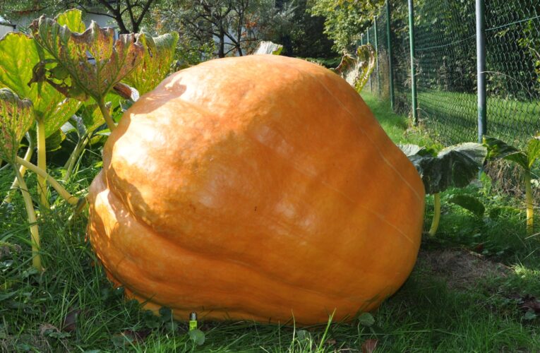 V botanické zahradě v Troji začíná výstava dýní, návštěvníky zavede do Asie