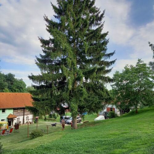 Na Staroměstském náměstí zazáří letos o adventu strom z Libereckého kraje