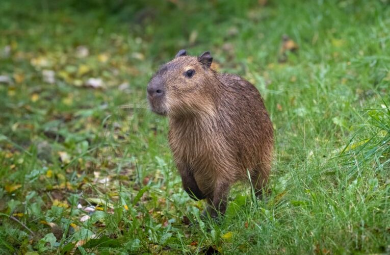 Kapybary se vrací do Zoo Praha!