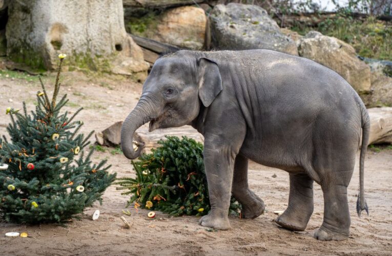 Vánoce a Nový rok v Zoo Praha: vstupy za korunu a nadílka u zvířat