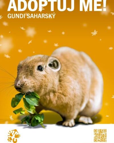 Zvířecí sirotci 2023