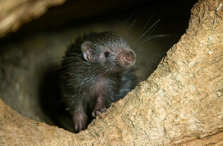 Drobné mládě vzácného dikobraza palawanského je k vidění v Zoo Praha