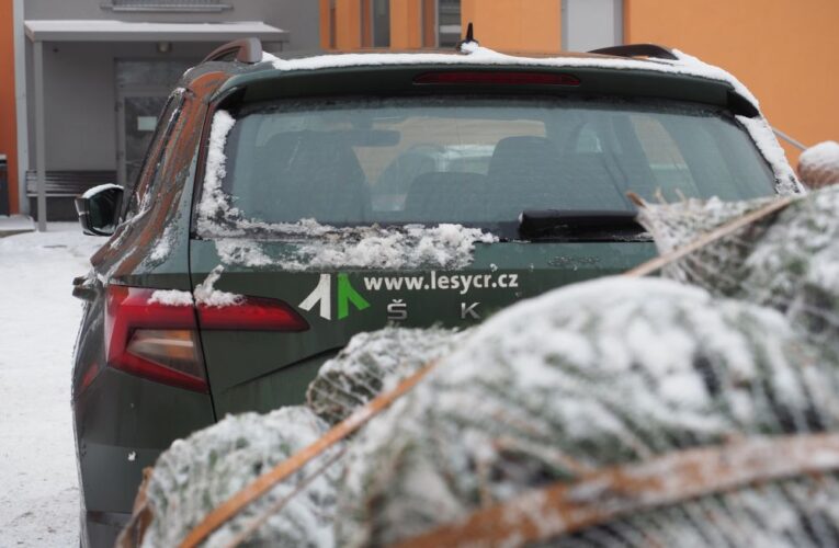 Lesníci začínají rozvážet do dětských zařízení stovky darovaných stromků