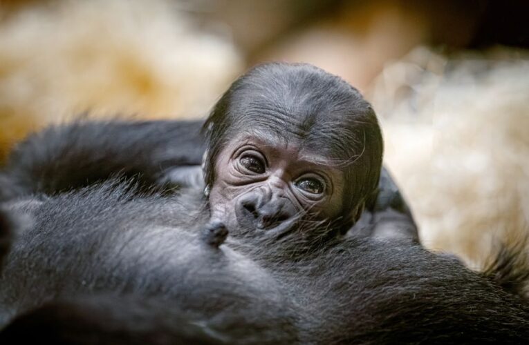 Gorilí mládě prospívá. Návštěvníci je již mohou vidět bez omezení