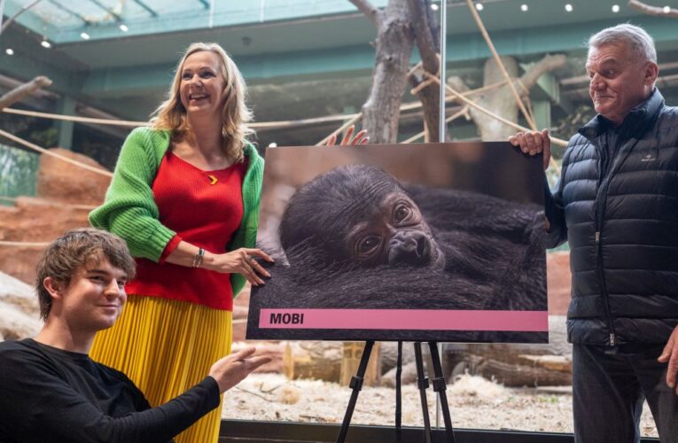 Gorilí samička dostala jméno Mobi