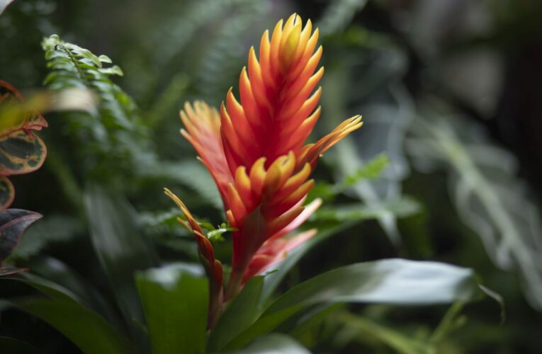 Fata Morgana rozkvétá, rozzáří ji Tropické květy