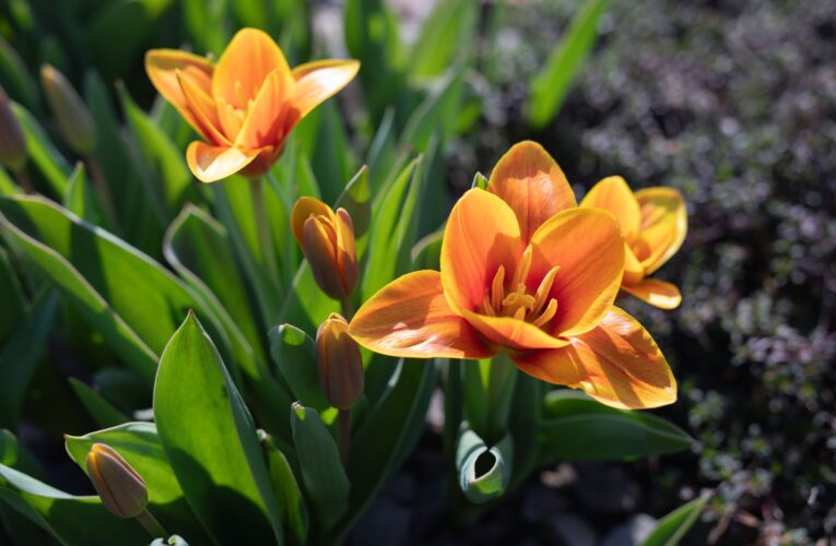 Do botanické zahrady v Troji přichází jaro, v březnu začínají komentované prohlídky expozic s kurátory