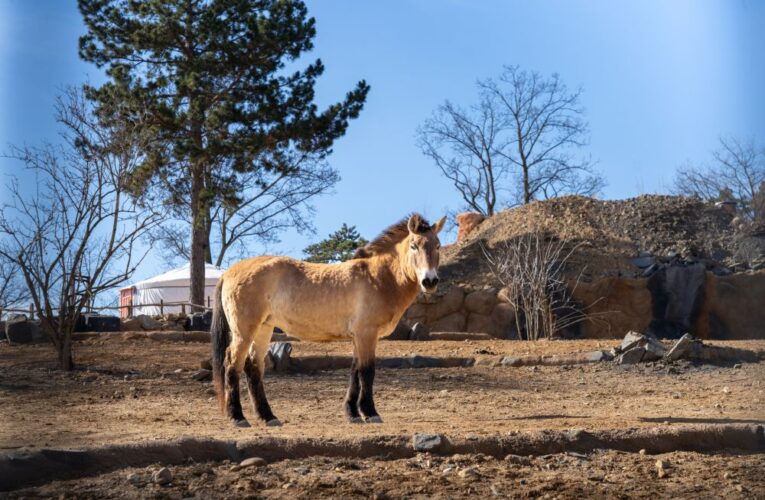 Otevření expozice Gobi a zahájení 93. sezóny Zoo Praha