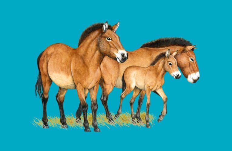 Osm koní Převalského poletí letos armádními letouny do Kazachstánu