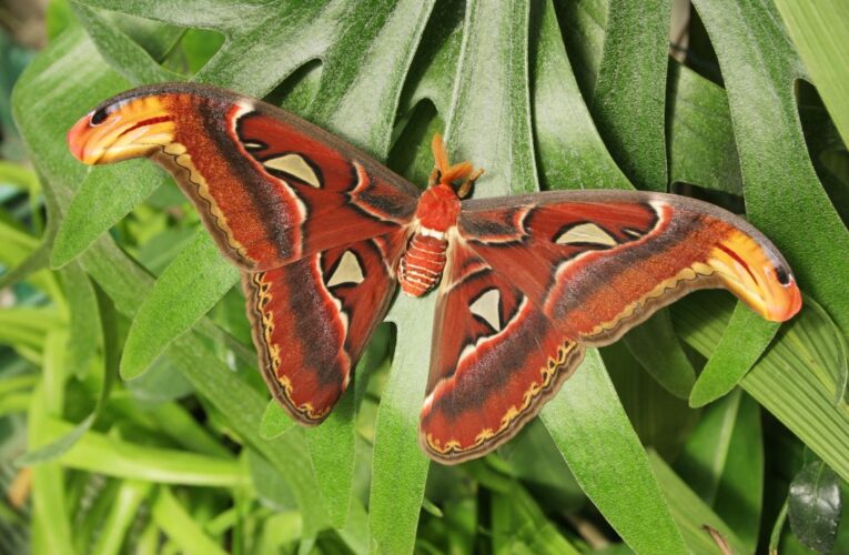 Do botanické zahrady v Troji se opět slétají tropičtí motýli Už 19. dubna začíná výstava Motýli: Dobrodružná cesta