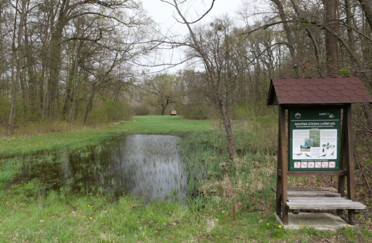 Lužní lesy mezi Břeclaví a Valticemi čerpají z jarní záplavy celý rok