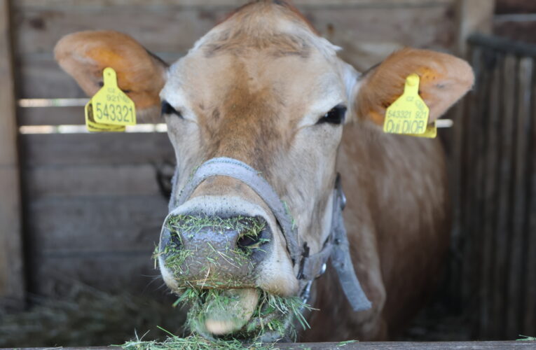Dvacet let FADN v ČR – sítě, která přesnými resortními daty pomáhá rozvoji našeho zemědělství