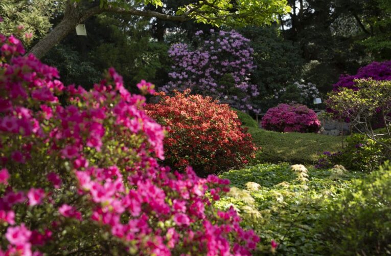 Prodloužený májový víkend v botanické zahradě – výstava motýlů i romantická procházka za jarními květy a vínem