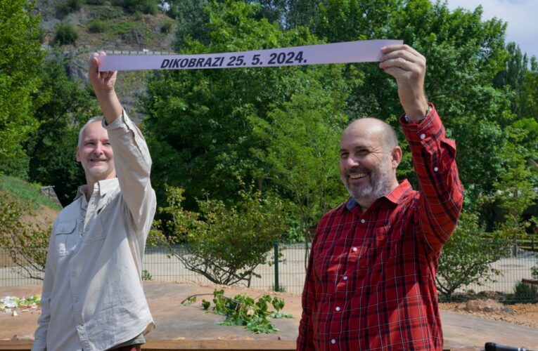 Zoo Praha představila dikobrazy srstnatonosé v nové expozici