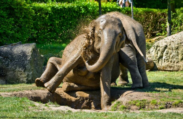 Májová Zoo Praha: Slunící se zvířata a prodloužená otevírací doba