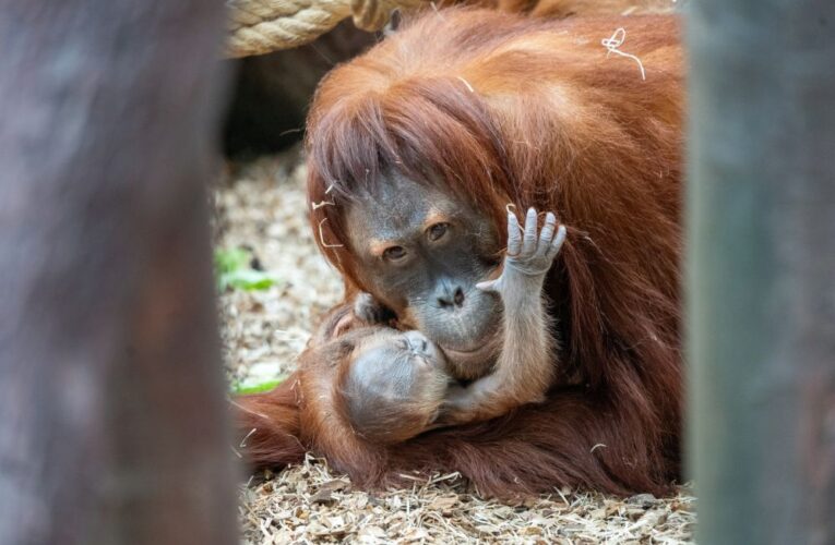 V Zoo Praha se narodil orangutan. Pavilon zůstává otevřený pro veřejnost