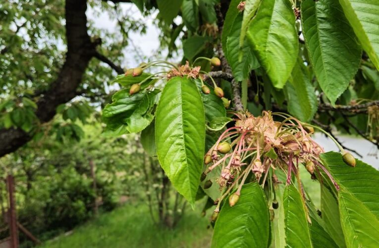 Pěstitelé ovoce přišli o 80 procent úrody, v polovině republiky nesklidí nic. Vláda projednala možnou pomoc, o peníze žádáme i Evropskou komisi