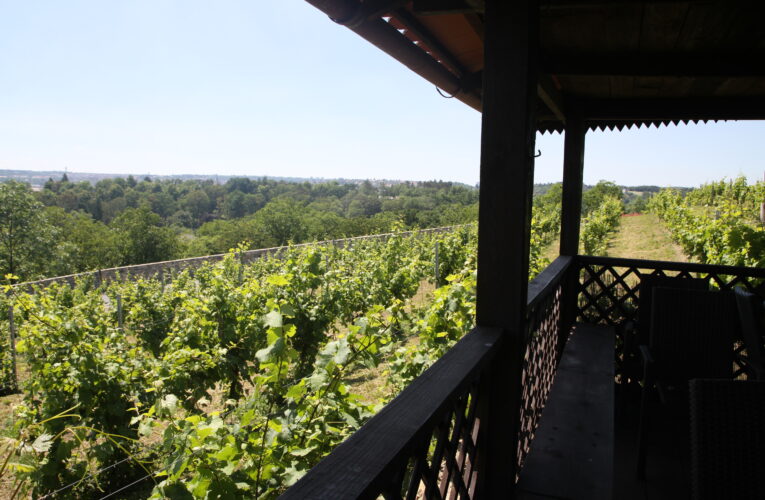 V rámci akce Pražské vinice 2024 mají návštěvníci znovu příležitost putovat vinicemi hlavního města