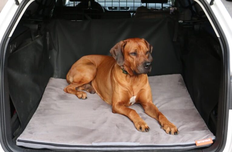 5 pravidel pro cestování s kočkou a se psem: Berte ohledy na věk, bezpečnost i zdravotní stav zvířete