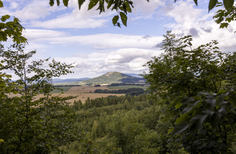 Firmy chtějí získat certifikaci FSC, záleží jim na odpovědném lesním hospodaření