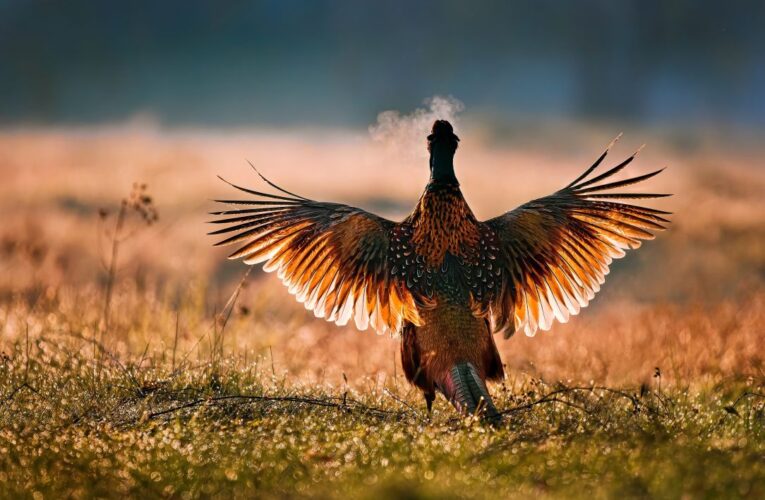Pohled do tajemného světa se stal Fotografií roku osmého ročníku Czech Nature Photo