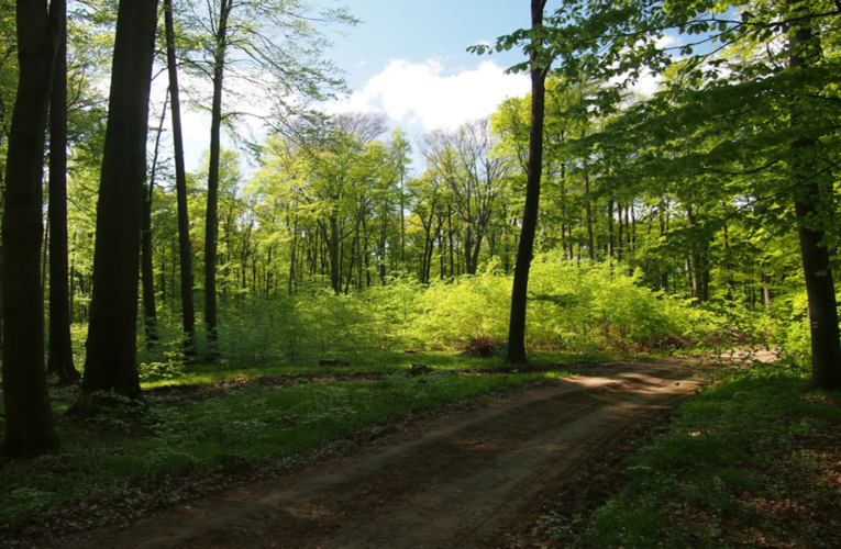 Lesníci, vědci i zástupci ministerstev, ochrany přírody a obcí se shodli na vyváženém způsobu hospodaření ve Ždánickém lese a Chřibech