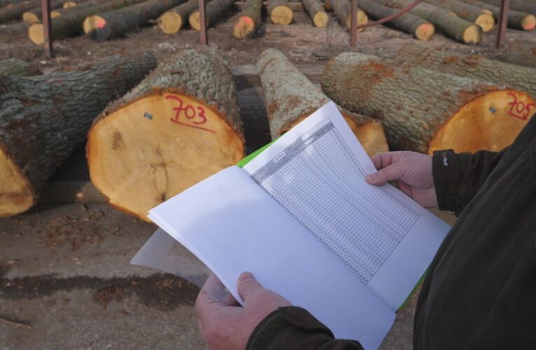 Stromy, o které v minulosti pečovaly generace lesníků, přinášejí výjimečné zdroje pro obnovu a péči o lesy současné