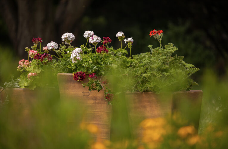 Víkend s muškáty v botanické zahradě v Troji