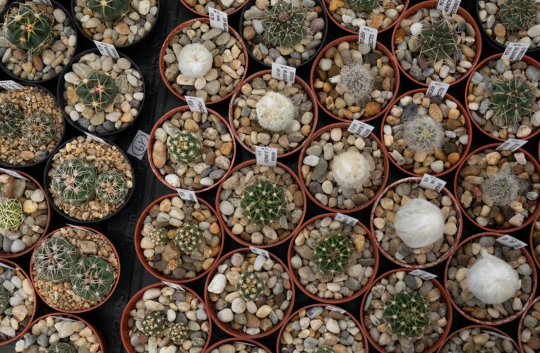 Sukulenty, které se hodí do interiéru, představí letní výstava v Botanické zahradě Praha