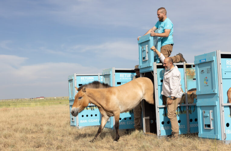 Ve středním Kazachstánu je prvních sedm koní Převalského
