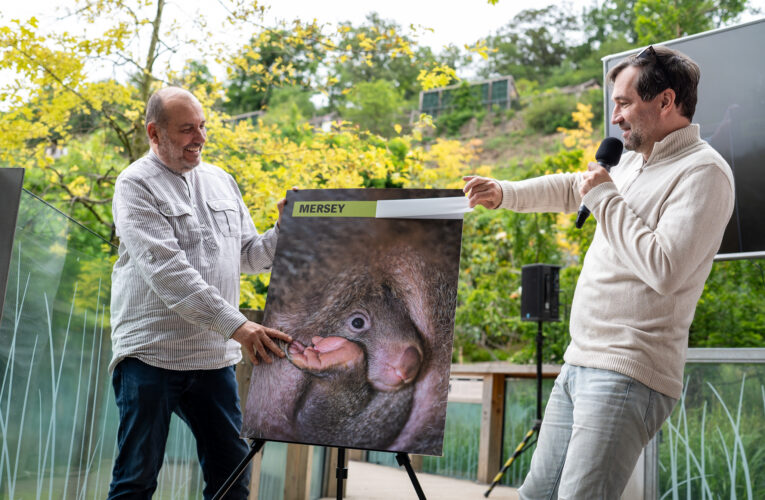 První české mládě vombata je samička. V Zoo Praha ji dnes pokřtil Ondřej Sokol