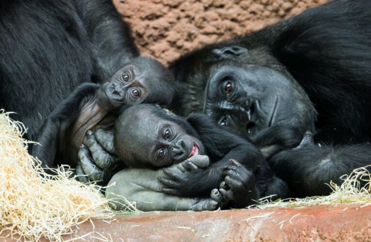 Mobi bude půl roku. Malá gorilka se učí chodit a zajímá se o svou sestru Gaiu