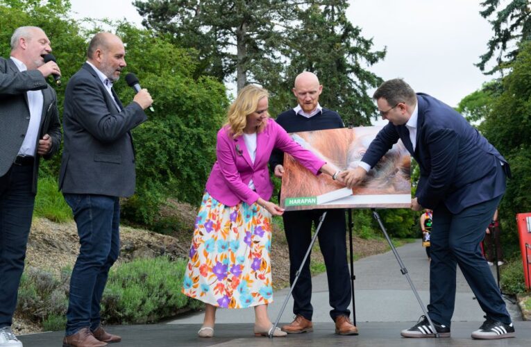 Sameček orangutana v Zoo Praha dostal jméno Harapan