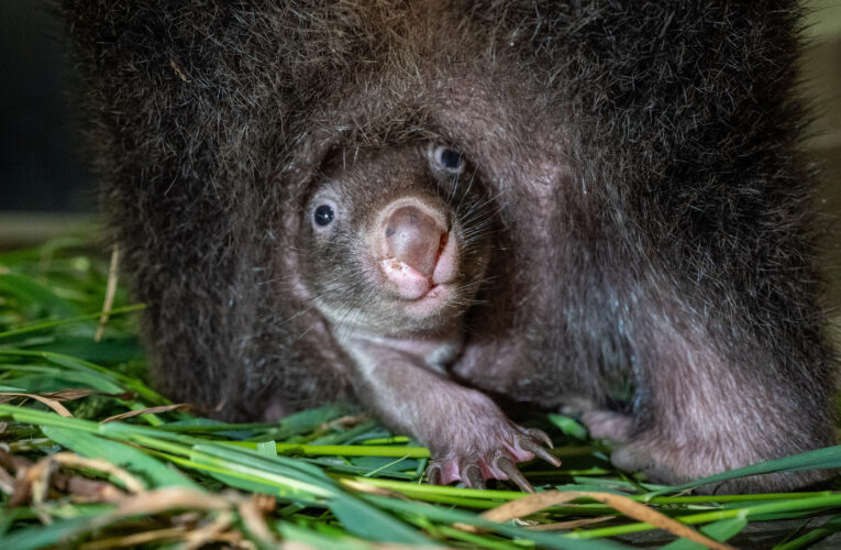 První české mládě vombata