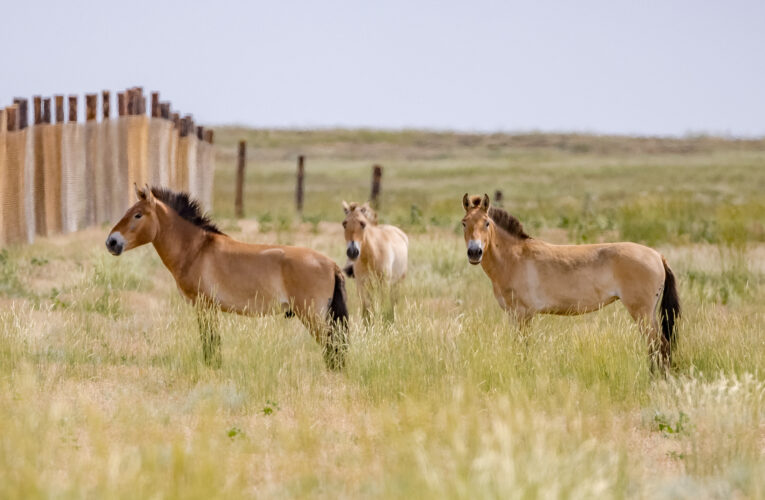Koním Převalského se v Kazachstánu daří. Mají za sebou i první páření