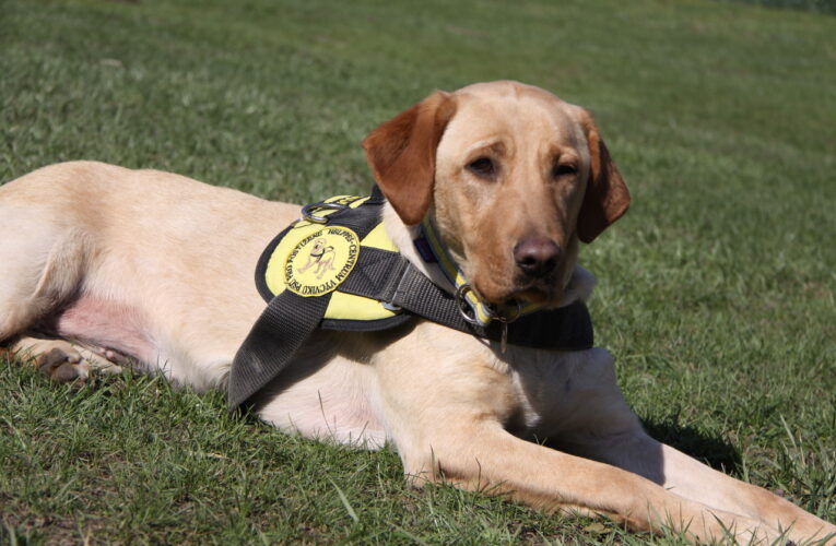 Kam má přístup asistenční pes? Lidé a jejich psí pomocníci stále čelí mnoha omezením