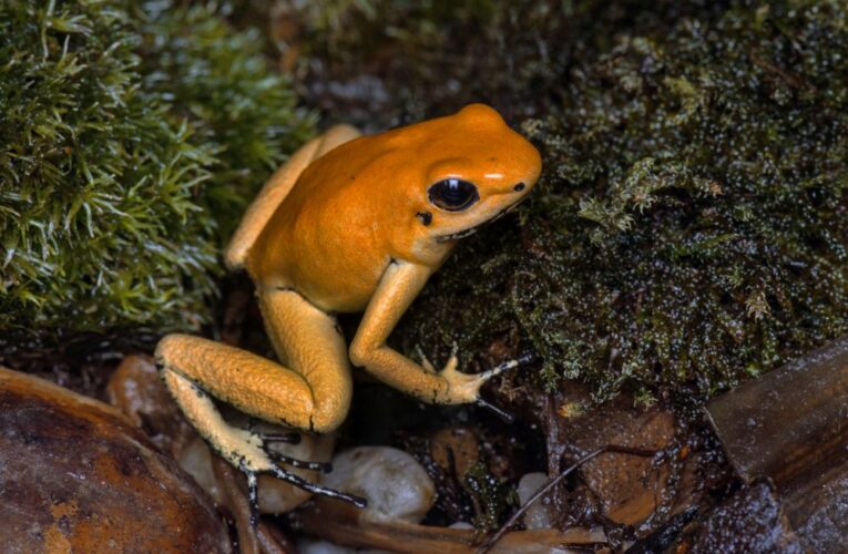 Jedovaté krásky z amerických pralesů